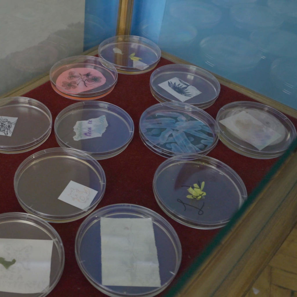 Semne de viata – Atelier bioarta